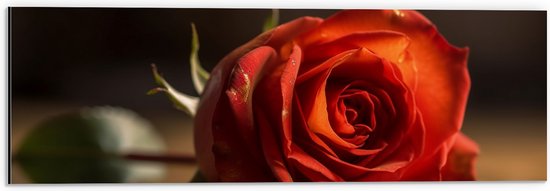 Dibond - Mooi Rode Roos Liggend op Tafel met Donkere Achtergrond - Bloemen - 60x20 cm Foto op Aluminium (Met Ophangsysteem)