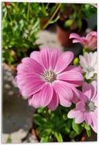 Acrylglas - Bloem margriet roze met witte binnenkant en lichtere bloem op achtergornd - 40x60 cm Foto op Acrylglas (Met Ophangsysteem)