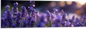 Dibond - Lavendel Planten in Grasveld in de Avond - Bloemen - 150x50 cm Foto op Aluminium (Met Ophangsysteem)