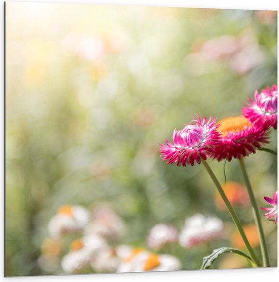 Dibond - Roze Strobloemen in Hoog Gras met Witte Bloemen op Achtergrond - 100x100 cm Foto op Aluminium (Met Ophangsysteem)