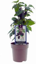 Bramenstruik - Doornloze zwarte braam - Rubus Fruticosus - Black Satin