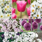 Plant in a Box - Bulb Garden Pink - 125x Bollen Mix - Narcis, Allium, Krokus, Tulp - Bloembollen voor Tuin, Terras of Balkon
