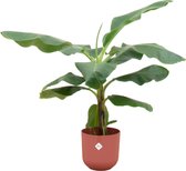 Green Bubble - Bananenplant (Musa) inclusief elho Jazz round Tuscan red Ø23 - 100 cm