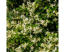 Bloomique - Trachelospermum Jasminoides - Sterjasmin - Geel - Klimplanten - Tuinplanten - Winterhard - Groenblijvend - Hoogte 50-70 cm - Pot 15 cm