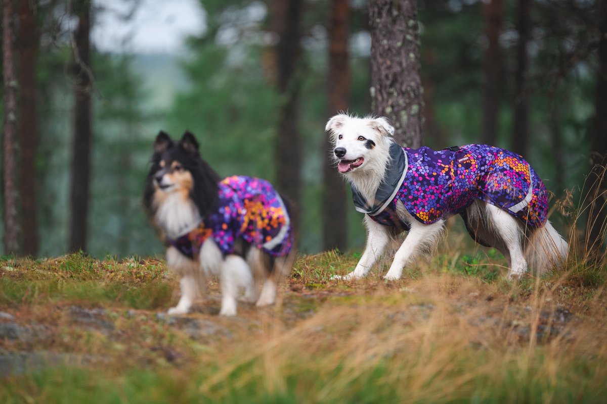 Veste antistatique 2024 pour chien