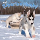 Siberian Husky Puppies Kalender 2024