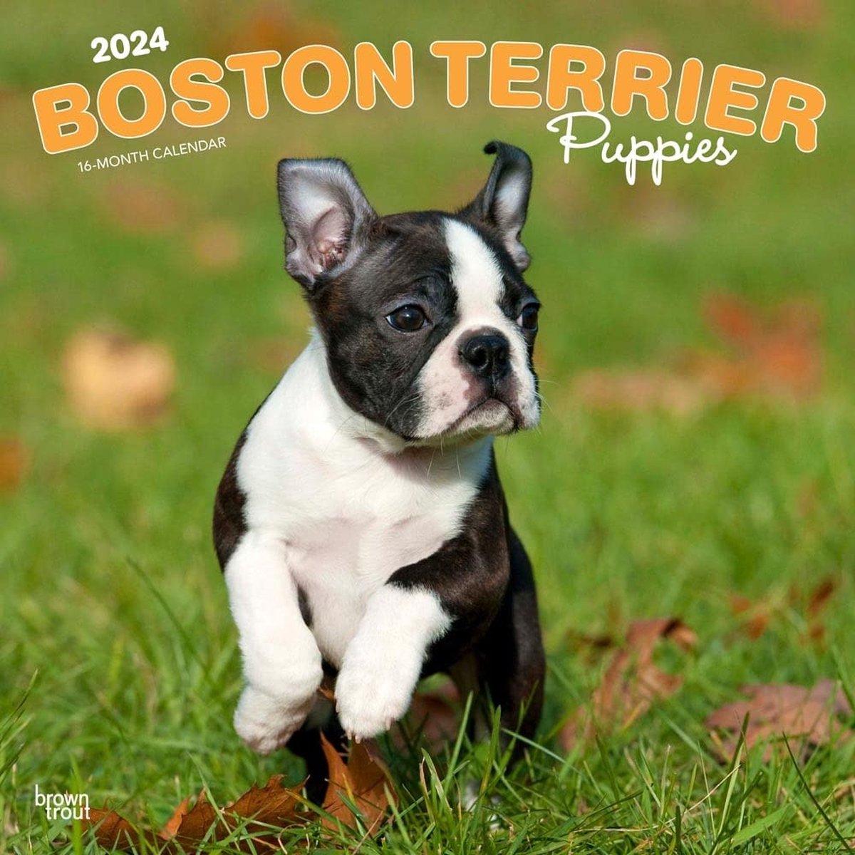 Boston Terrier Puppies Kalender 2024