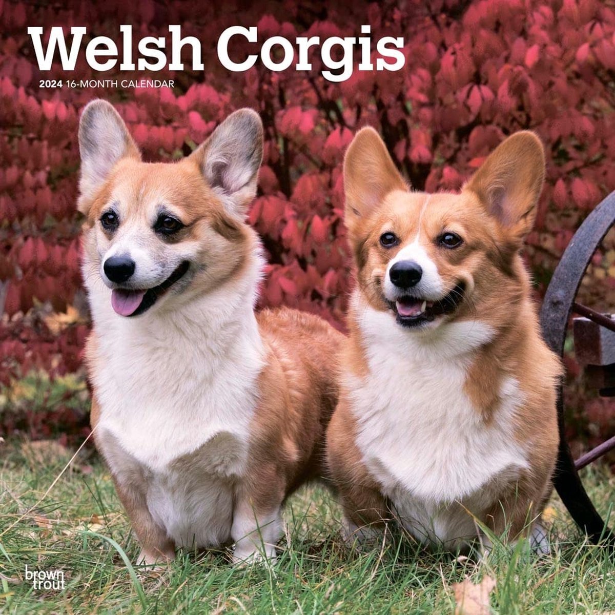 Welsh Corgi Kalender 2024