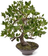 Ficus Wiandi kunst Bonsai in schaal 45cm