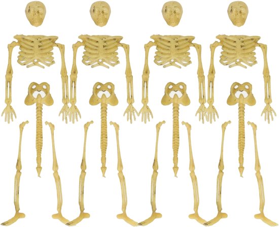 Vier levensechte, beige kunststof skeletten van kunststof, met losse ledematen en hoofden.