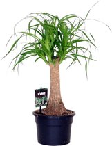 Olifantspoot - Beaucarnea Nolina Recurvata hoogte 50cm potmaat 17cm