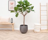 Arbre Ficus Lyrata XL -200 cm