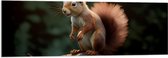 Acrylglas - Dier - Eekhoorn - Boomstam - 120x40 cm Foto op Acrylglas (Met Ophangsysteem)