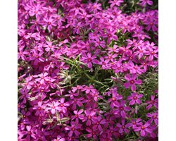 6 x Kruipphlox of Vlambloem Rood - Bodembedekker Wintergroen - Phlox subulata 'Atropurpurea' in 9x9cm pot met hoogte 5-10cm