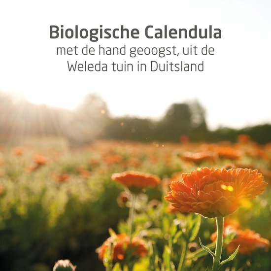 Een veld met biologische calendulabloemen bij zonsopgang. Tekst: 'Biologische Calendula met de hand geoogst, uit de Weleda tuin in Duitsland'.