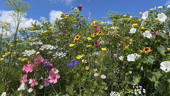 Snijbloemen - Veldbloemenmengsel eenjarig - 500gr. - Advanta
