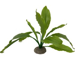 Aqua Della - Aquariumplanten (voeding) - Vissen - Echinodorus 2 24cm Groen - 1st