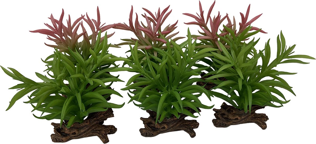 Terra Della Crassula