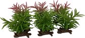 Terra Della - Terrariumplant - Reptielen - Crassula 13x10,5x16cm Gemengde Kleuren - 1st