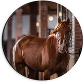 Dibond Muurcirkel - Dier - Paard - Bruin - Stal - 20x20 cm Foto op Aluminium Muurcirkel (met ophangsysteem)