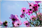 Tuinposter – Paarse Cosmea Bloemen met Heldere Lucht als Achtergrond - 105x70 cm Foto op Tuinposter (wanddecoratie voor buiten en binnen)