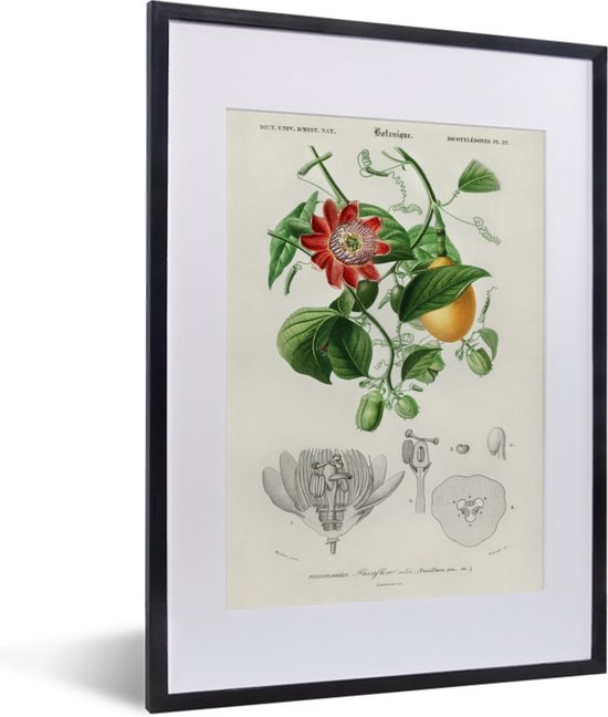 Fotolijst incl. Poster - Plant - Vintage - Passiebloem - 30x40 cm - Posterlijst