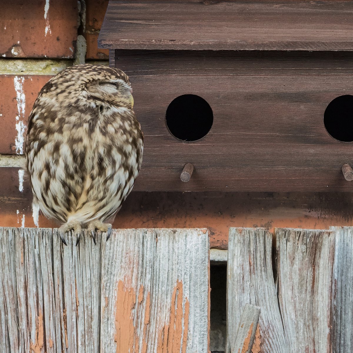 Nichoir pour étourneaux Relaxdays - bois - nichoir à oiseaux - suspendu -  ouverture