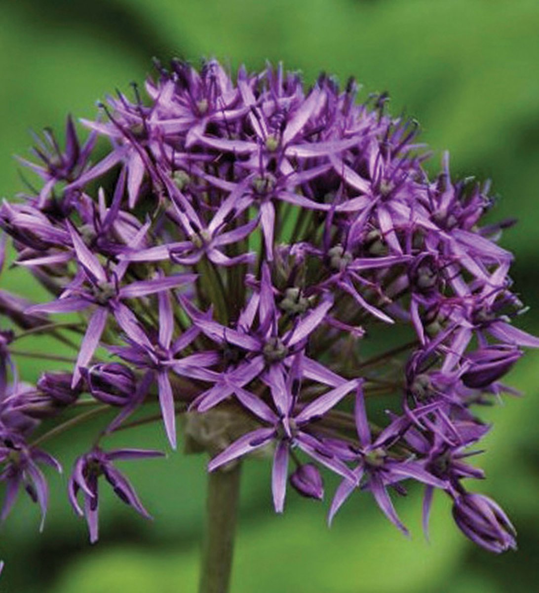 Allium Violet Beauty | 10 stuks | Sierui | Alliumbol