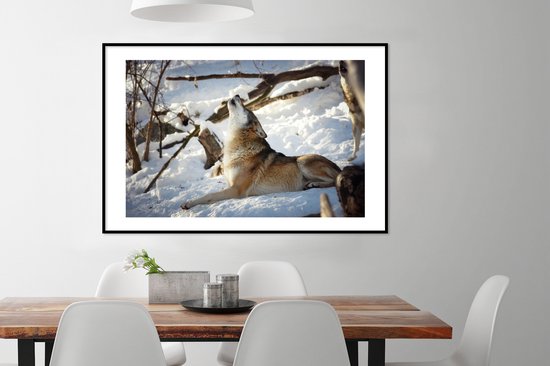 Loup eurasien hurlant 120x80 cm