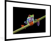 Photo en cadre - Portrait de grenouille sur fond noir Cadre photo noir avec passe-partout blanc 60x90 90x60 cm - Affiche sous cadre (Décoration murale salon / chambre)