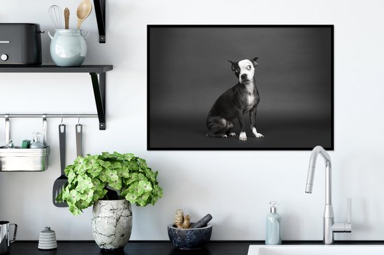 Photo dans le cadre - chien de couleur Zwart sur noir cadre photo fond noir sans monture 60x40 cm - affiche dans le cadre Décoration murale salon / chambre à coucher)