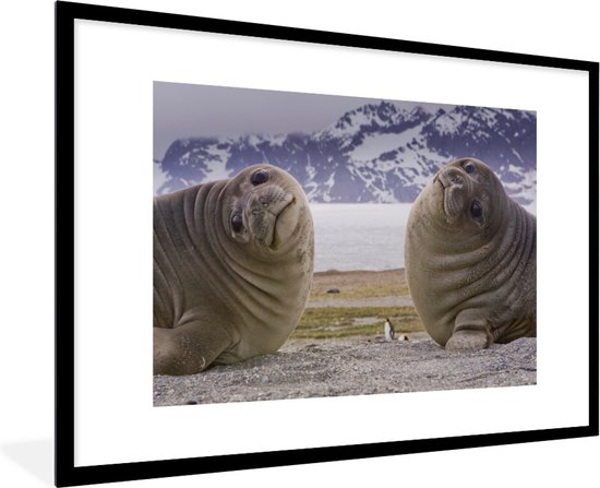 Photo dans le cadre - Cadre photo drôle d'éléphants de mer noir avec  passe-partout... | bol