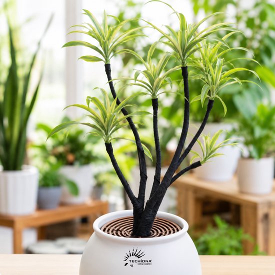 Groene plant met dikke, zwart omwikkelde stengels in een witte pot.