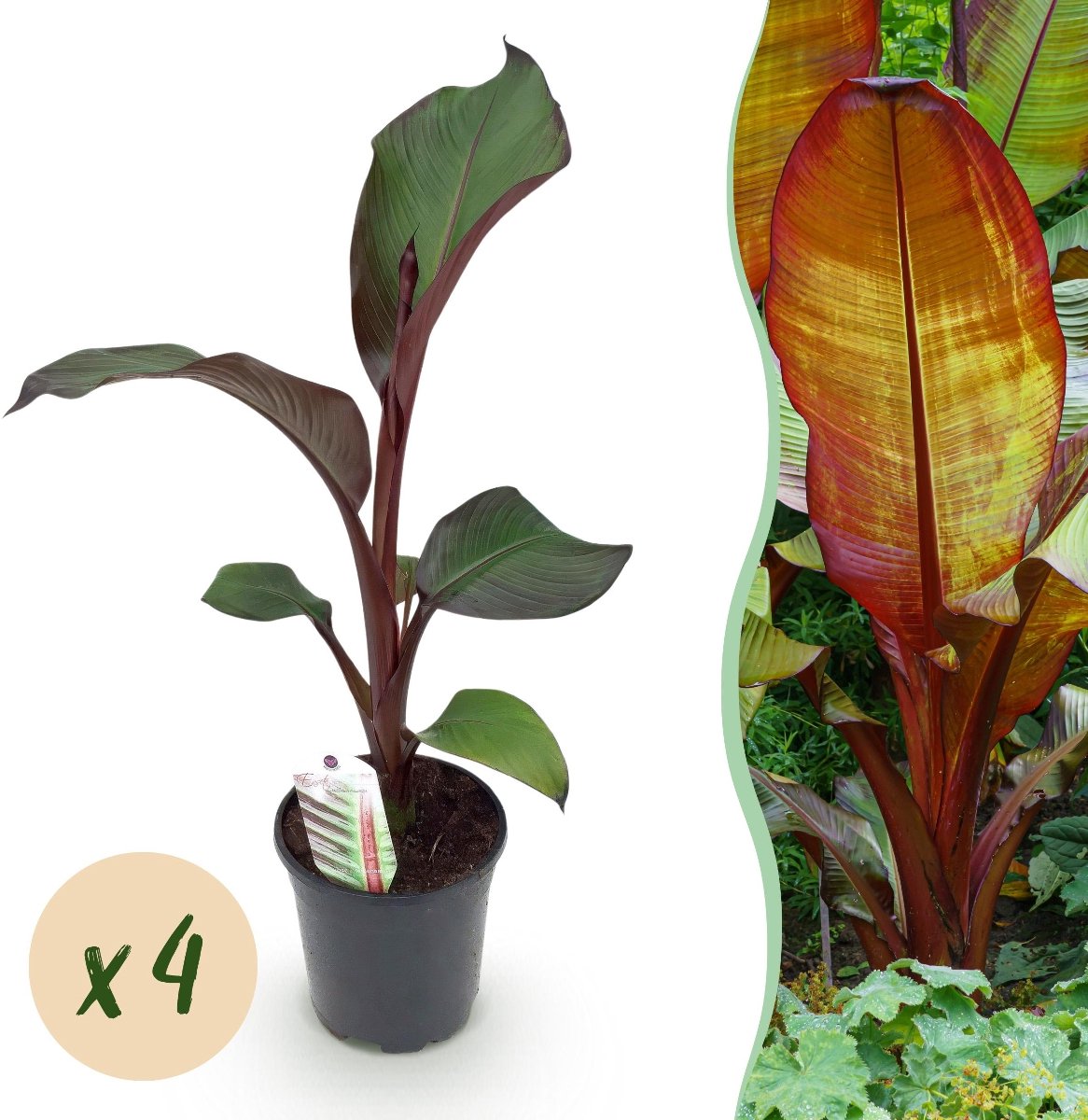 Green boutiQ - Fruitplant - Bananen plant - Ensete ventricosum Maurelli - Winterhard - 4 planten - Pot 17cm Hoogte 40cm
