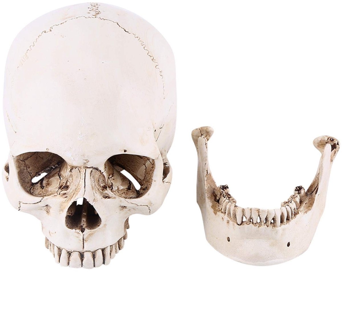 Dailygoody - Menselijke schedel replica - Anatomisch model - Levensgroot - Hars hoofd - Halloween decoratie - Medische modellen - Perfect voor educatie