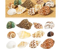 Natuurlijke Schelpen Decoratie Set van 12, Perfect voor Aquaria, Ambachten en Strand Schilderijen, Inclusief Ongeboorde Schelpen en Zand