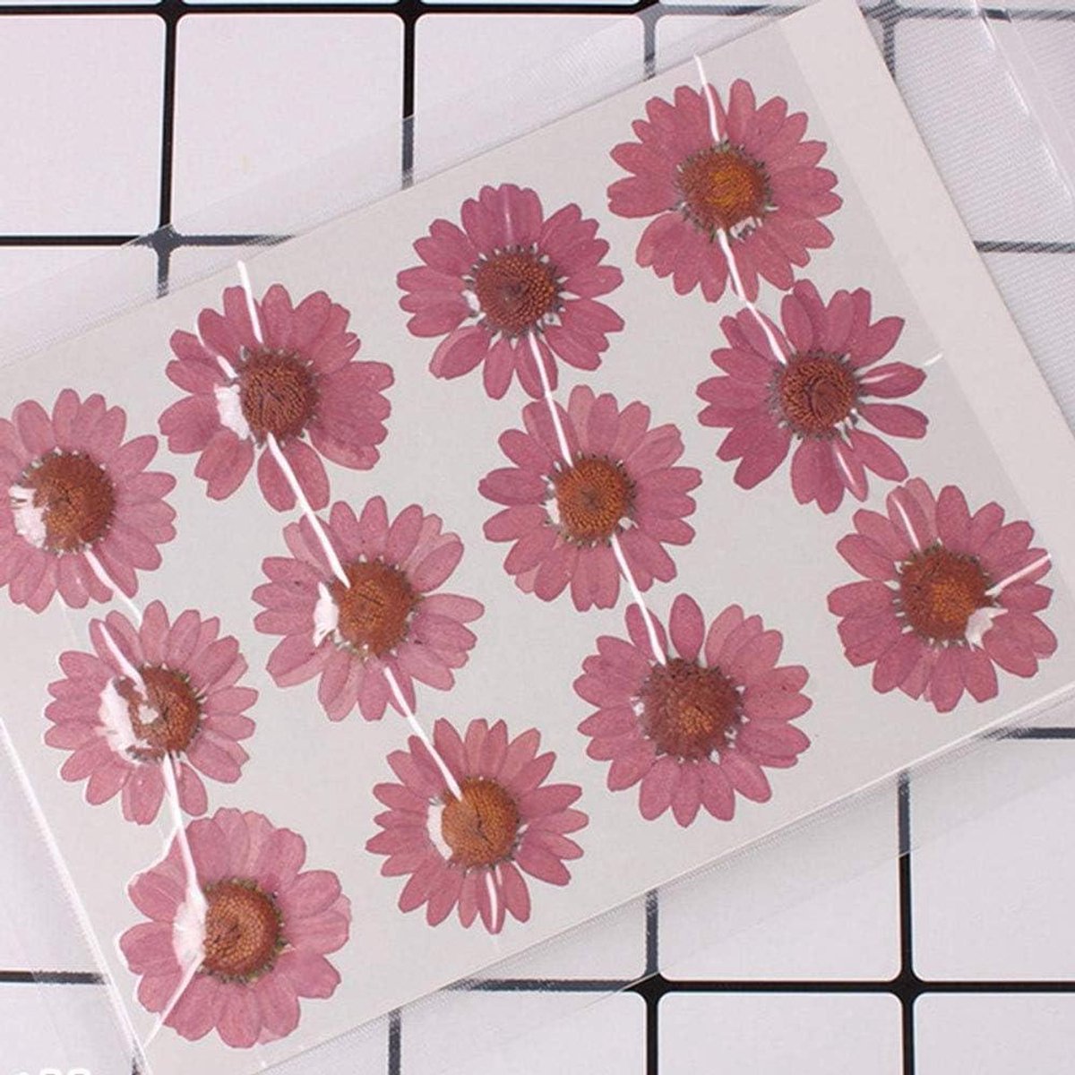Gedroogde Madeliefjes - Geperste Bloemen - DIY Ambachten - Natuurlijke Decoratie - 50 Stuks - Paars Rood