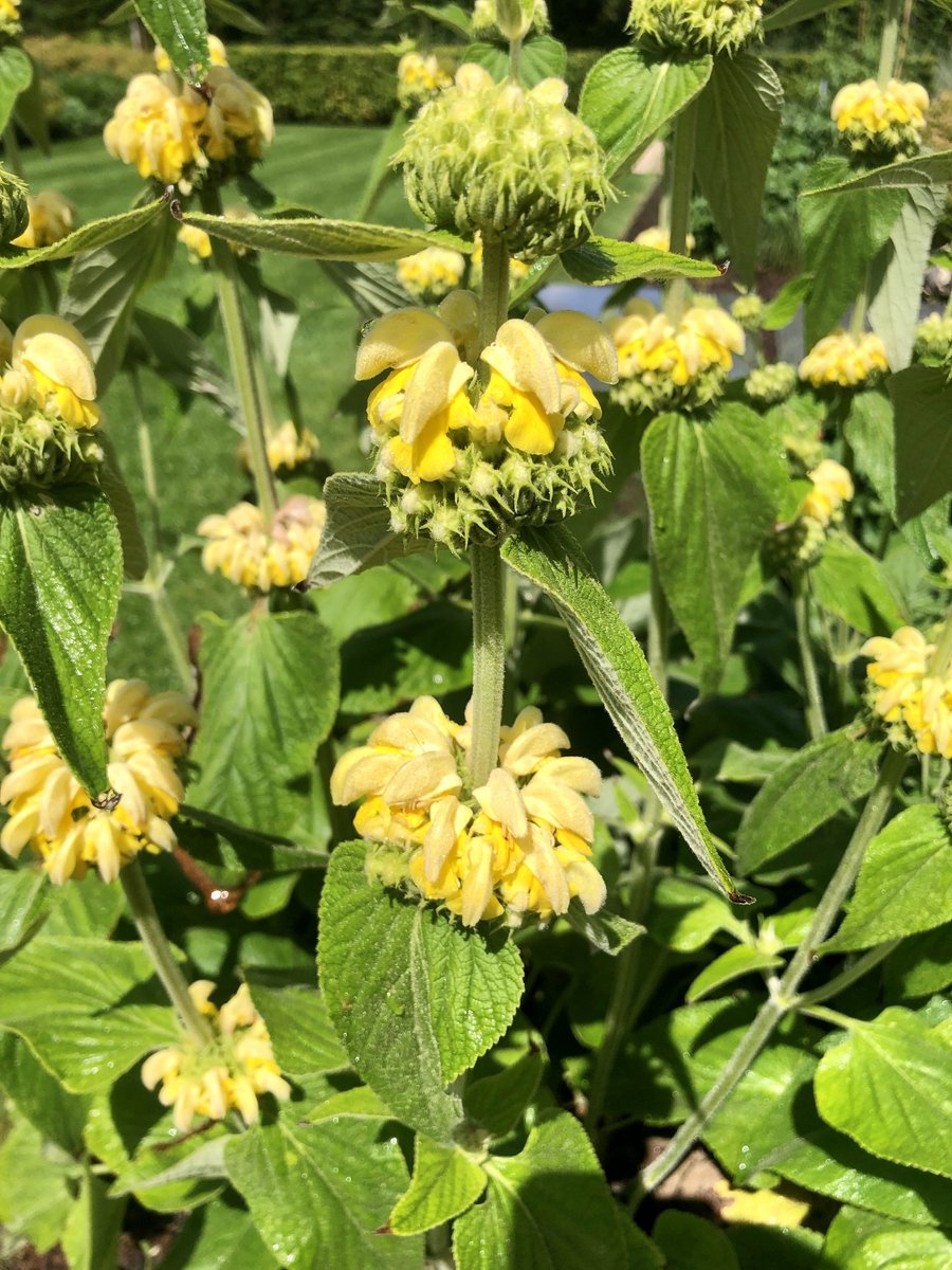 6x Brandkruid, Etagebloem, Viltkruid - Phlomis russeliana | 9x9 cm pot