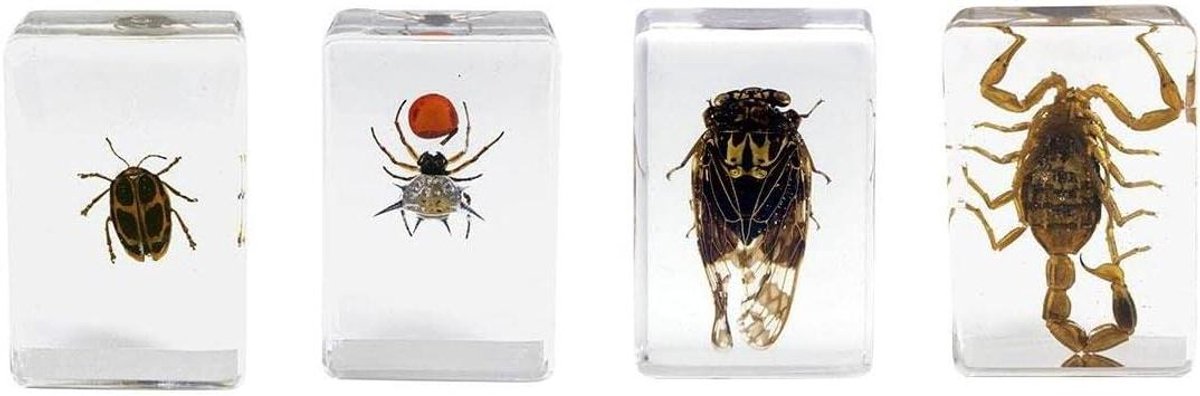 Insecten Specimen Kit - Insecten in Hars - Insecten Observeren - Vier Echte Geleedpotigen