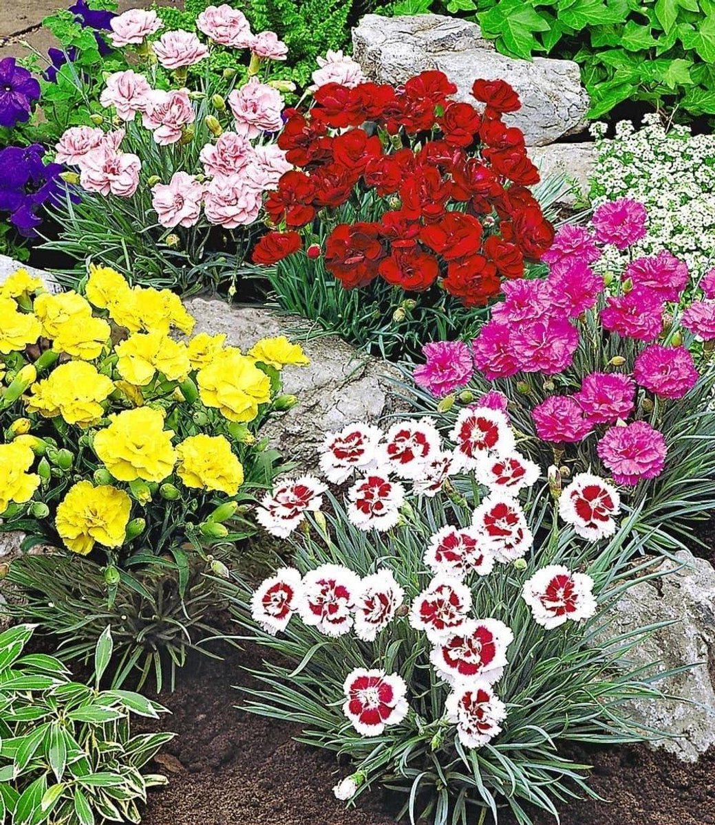 Geurende Tuinanjers - Nostalgische bloemen - Tuin decoreren - Winterhard en meerjarig - 5 planten - Gekleurd