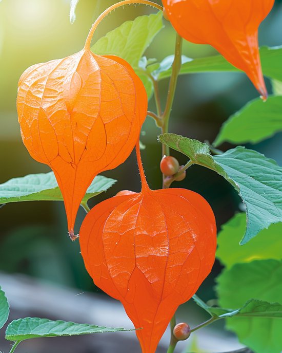Lampionplant Zaden Physalis Alkekengi Meerjarig