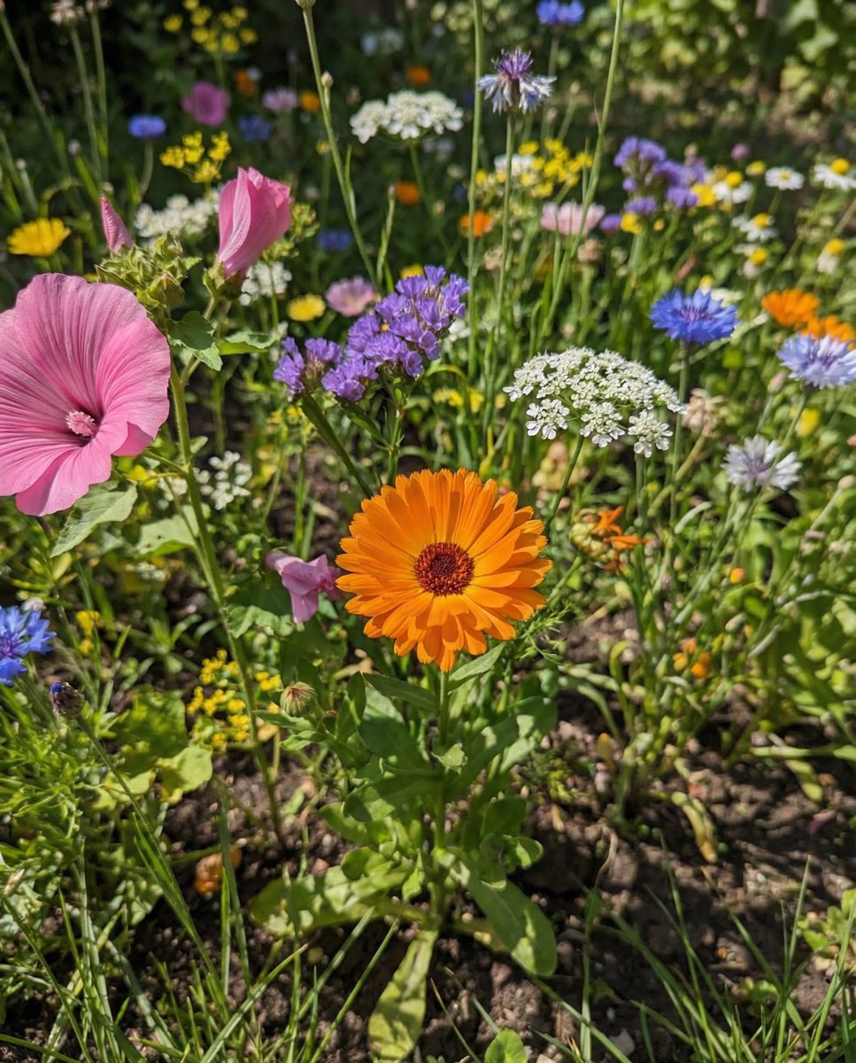 Wildbloemen Mengsel Zaden Biologisch Eenjarig 20 Soorten Mix