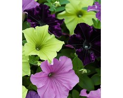 Petunia Zaden Sophistica Gemengd Petunia Grandiflora Eenjarig