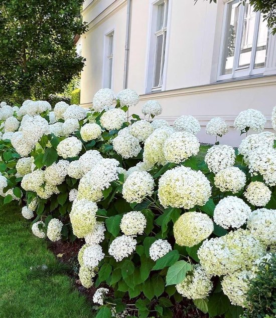 Sneeuwbal Hortensia - Annabelle Hortensia - Tuin Decoratie - Grote Bloemen - 80-120 cm Hoog - Wit