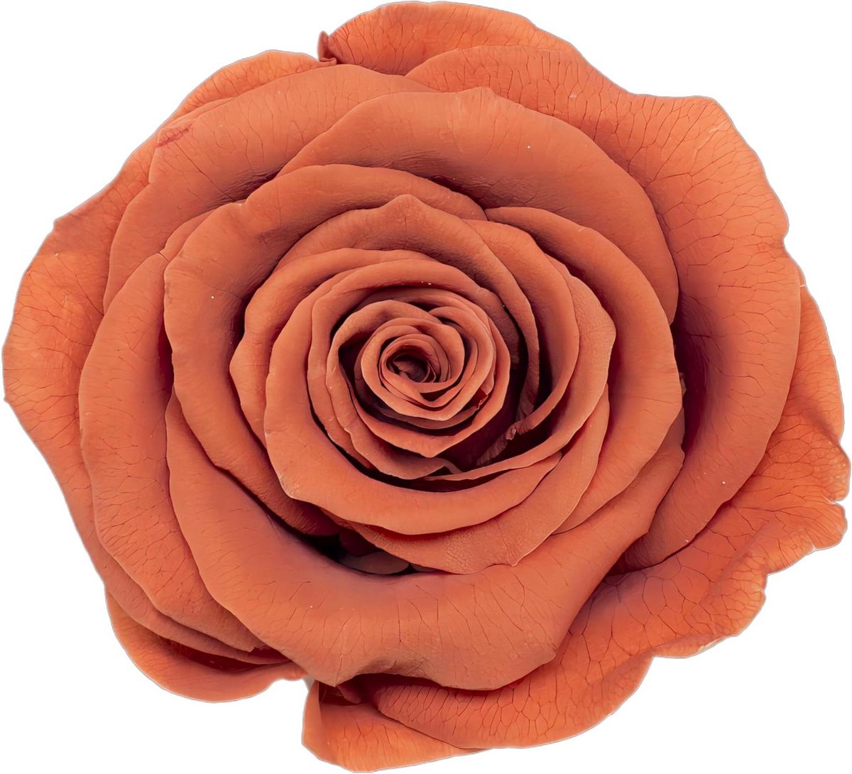 Geconserveerde Rozenkoppen - Eeuwige Rozen Onsterfelijke Roos - Romantisch Cadeau Geeften - Natuurlijke Echte Rozen - 5-6 cm Diameter - Rood