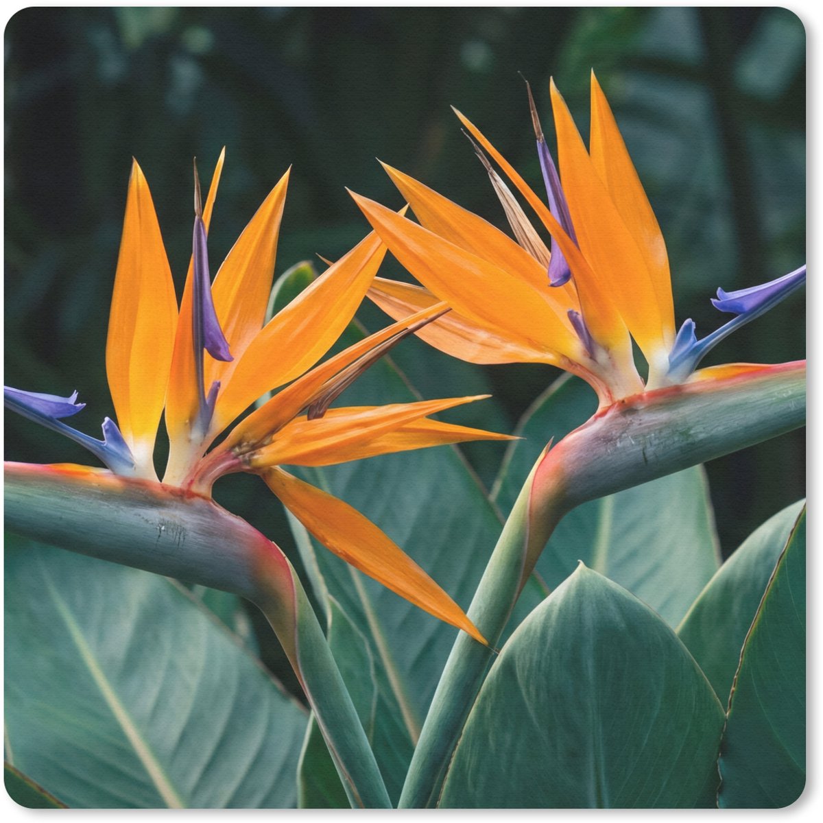 Muismat 20x20 cm - Mousepad Paradijsvogel - Bloem - Exotisch - Muismatten