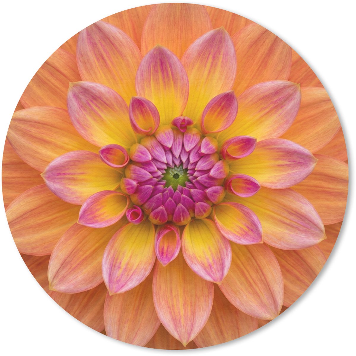 Muismat rond 40x40 cm - Mousepad Dahlia - Bloem - Oranje - Ronde muismatten