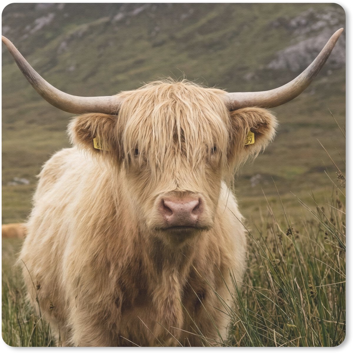 Muismat 30x30 cm - Mousepad Schotse hooglander - Bergen - Grasveld - Muismatten
