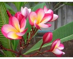SEMI DI GERMINAZIONE: NARATIVAT Frangipani Tropische Pflanze Frischer Schnitt 7-12" Phyto mit kostenlosen