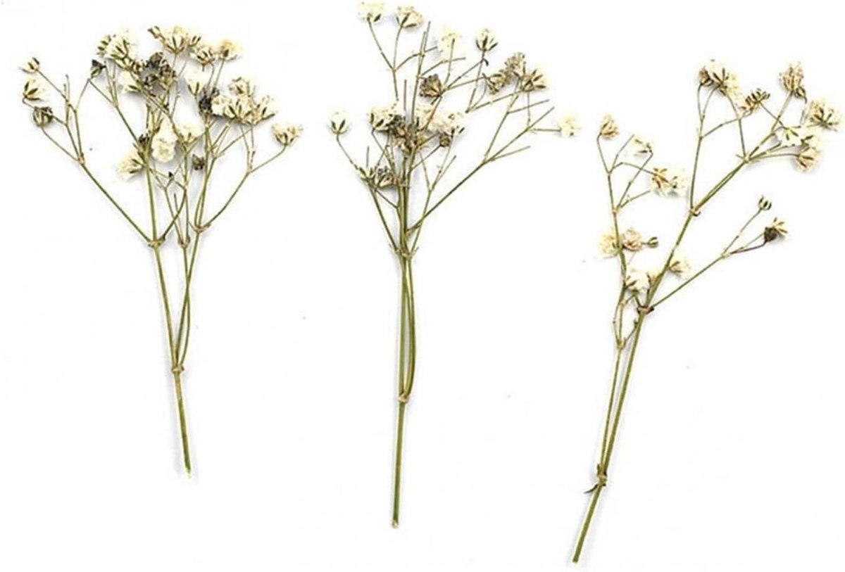 Droogbloemen Knutselen - Persbloemen Decoratie - Creatieve Projecten - Natuurlijke Schoonheid - 12 Stuks - Wit